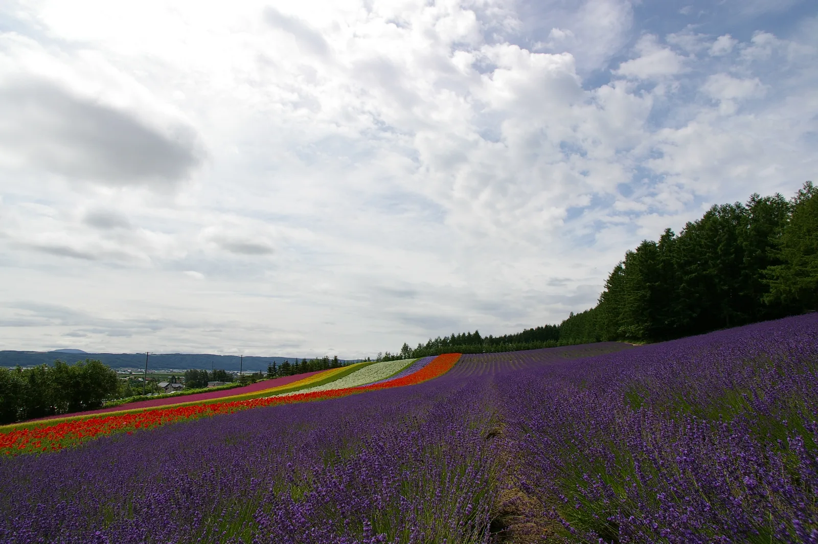Rows of purple lavender in bloom at Farm Tomita, Nakafurano, Hokkaido, with rows of red and orange flowers behind them and low hills further back.