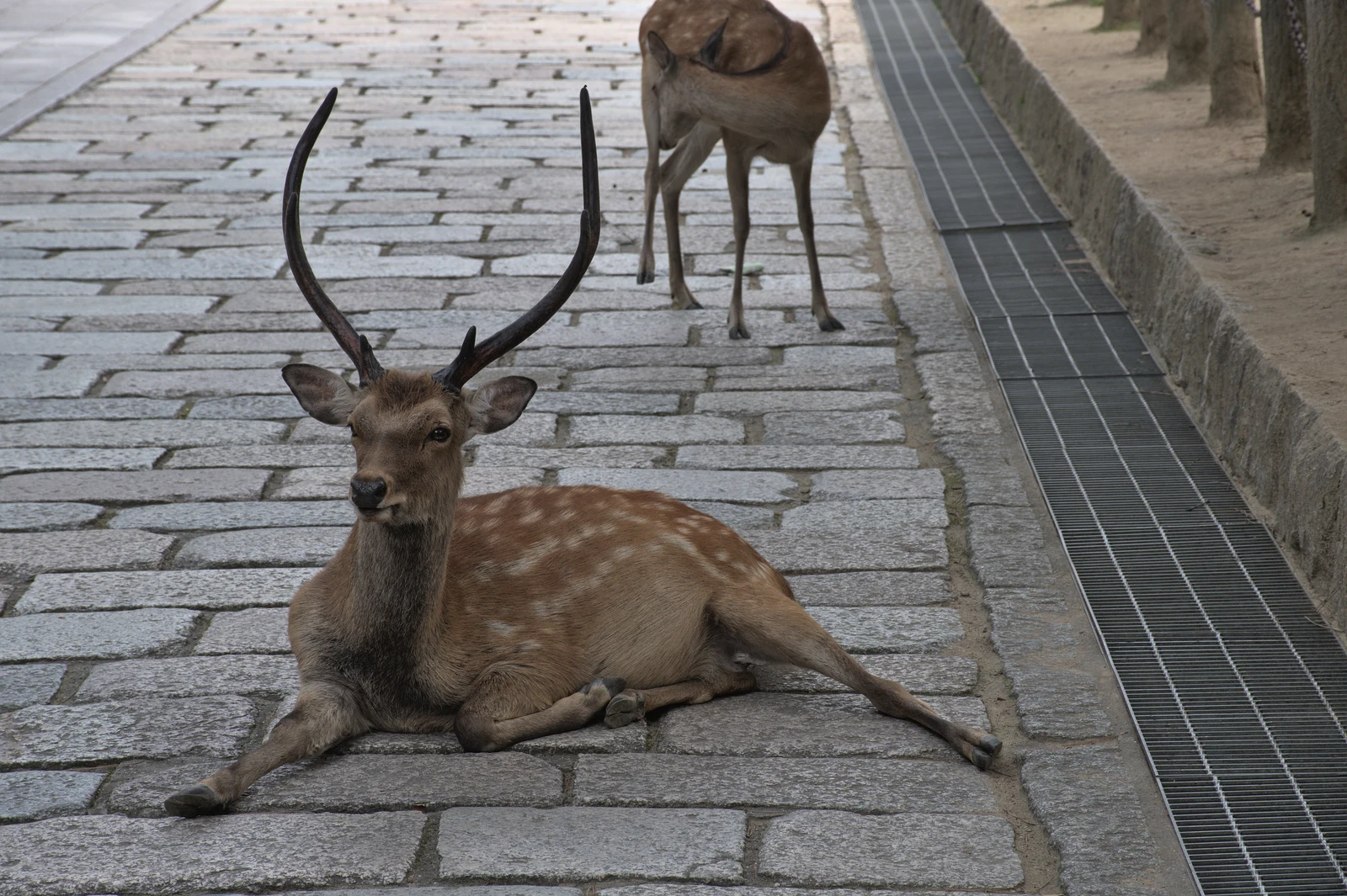 A sika deer lying on a paved path near Todaiji in Nara, with another deer standing behind it.