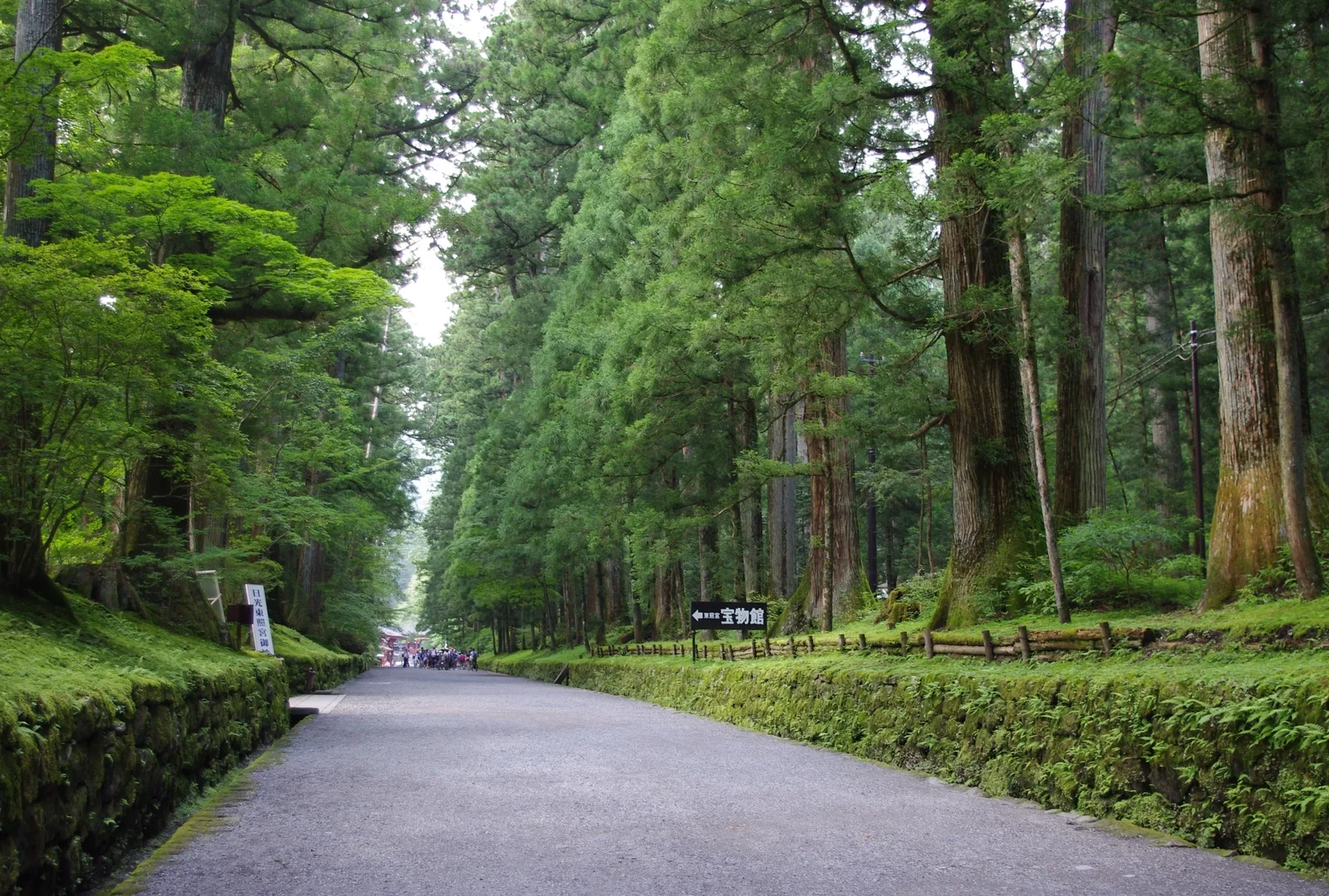 A paved path through Nikko's cedar avenue, lined with tall, moss-footed cedar trees and directional signs, including one pointing to a treasure museum.